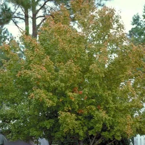 thumbnail for publication: Acer barbatum (saccharum) var. caddo: Caddo Florida Maple